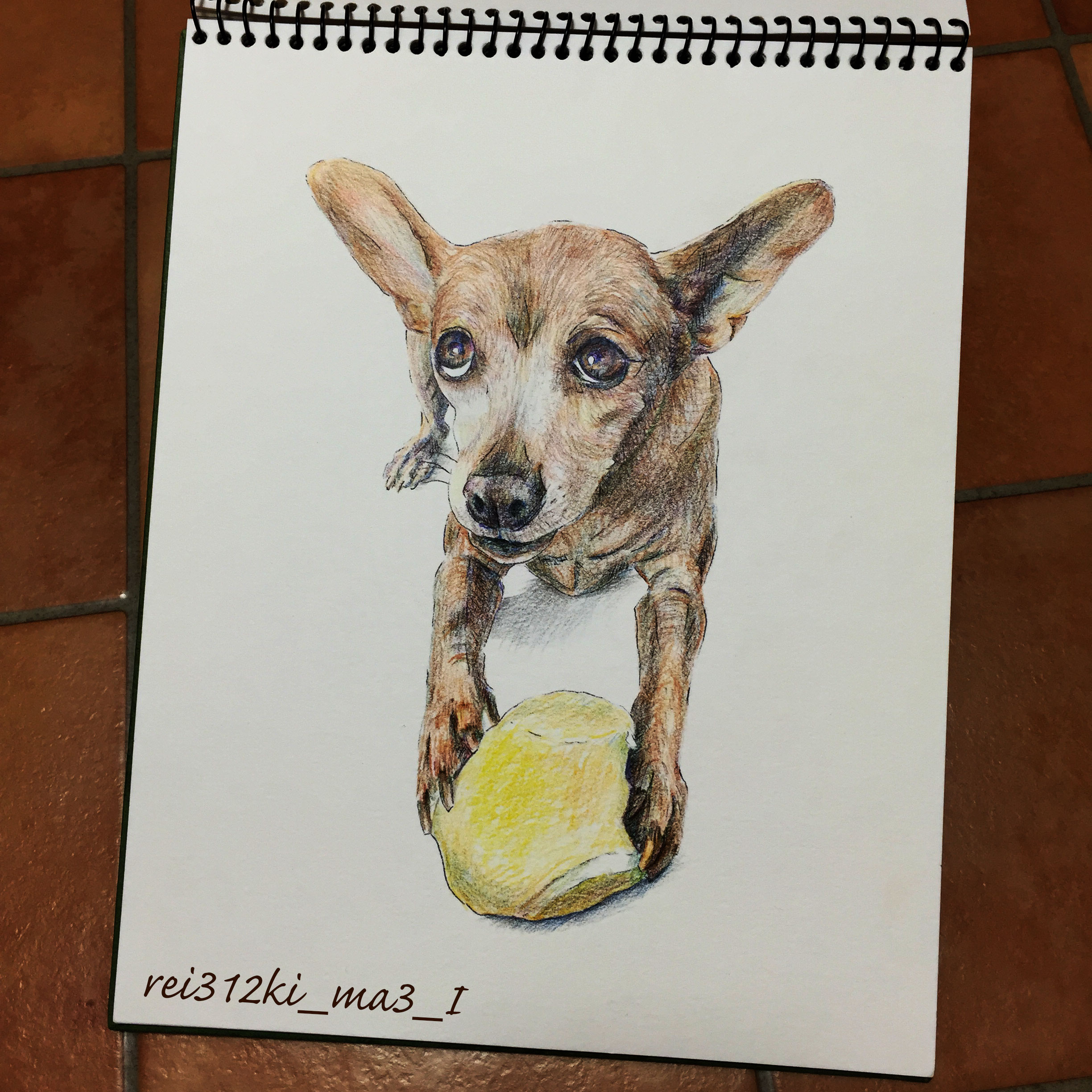 ミニチュアピンシャー