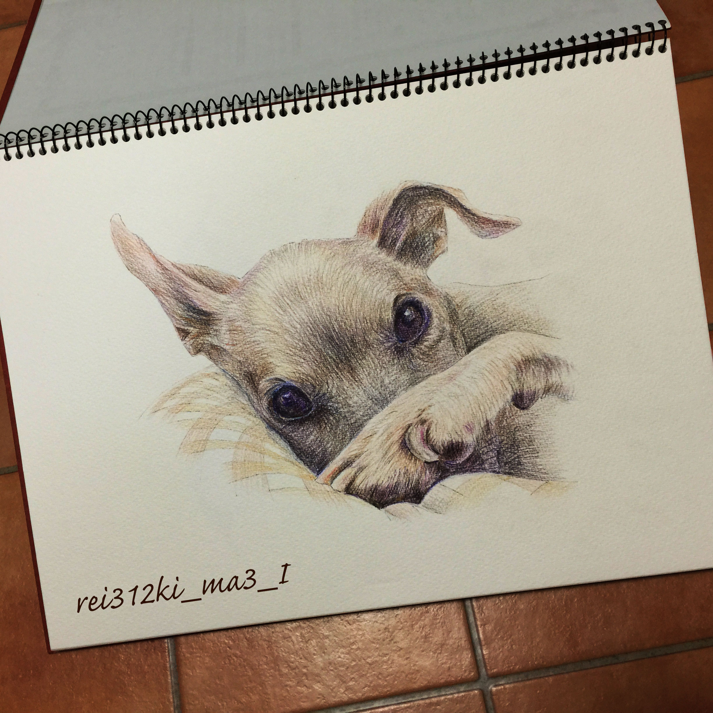 ミニピンの色鉛筆画