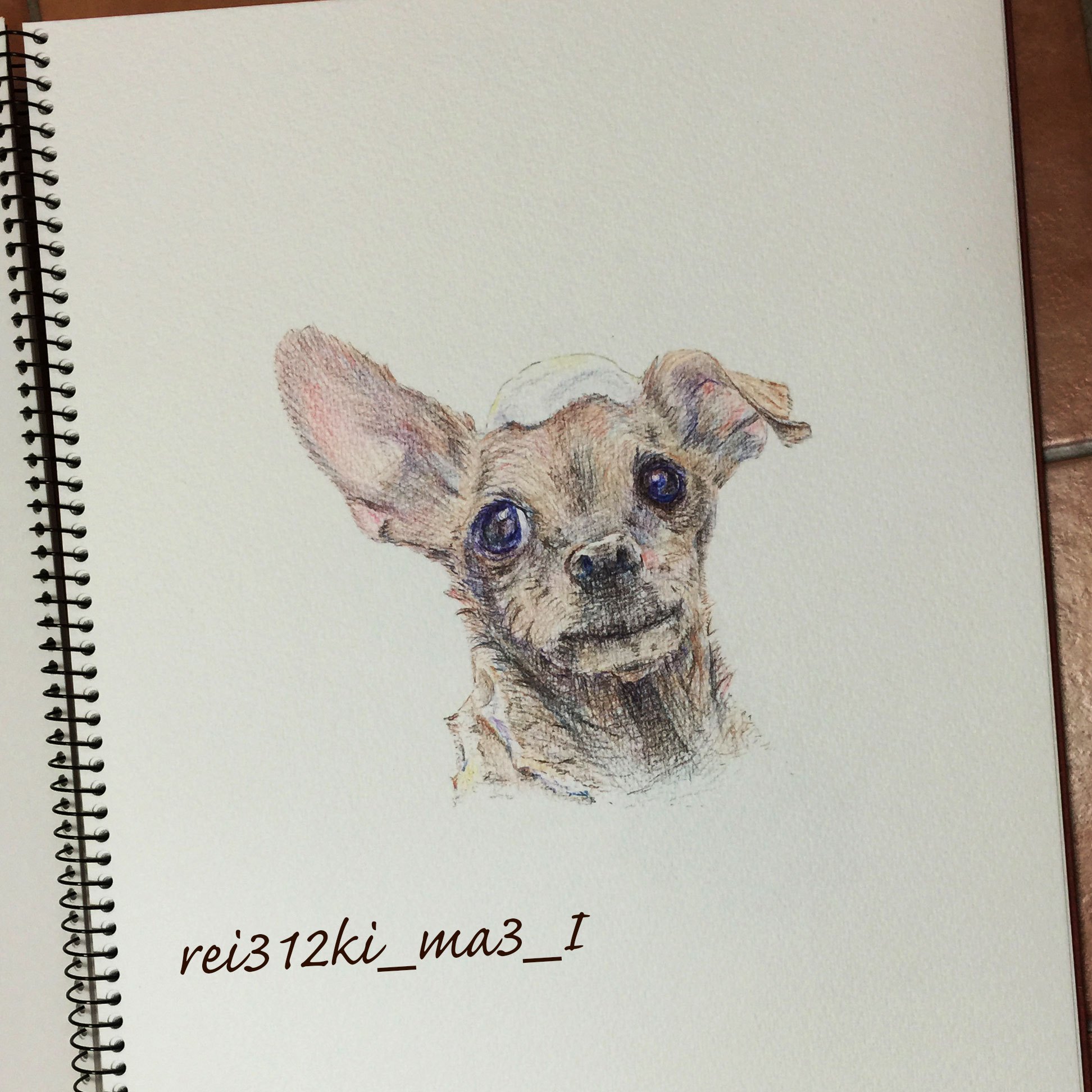 ミニチュアピンシャーの色鉛筆画