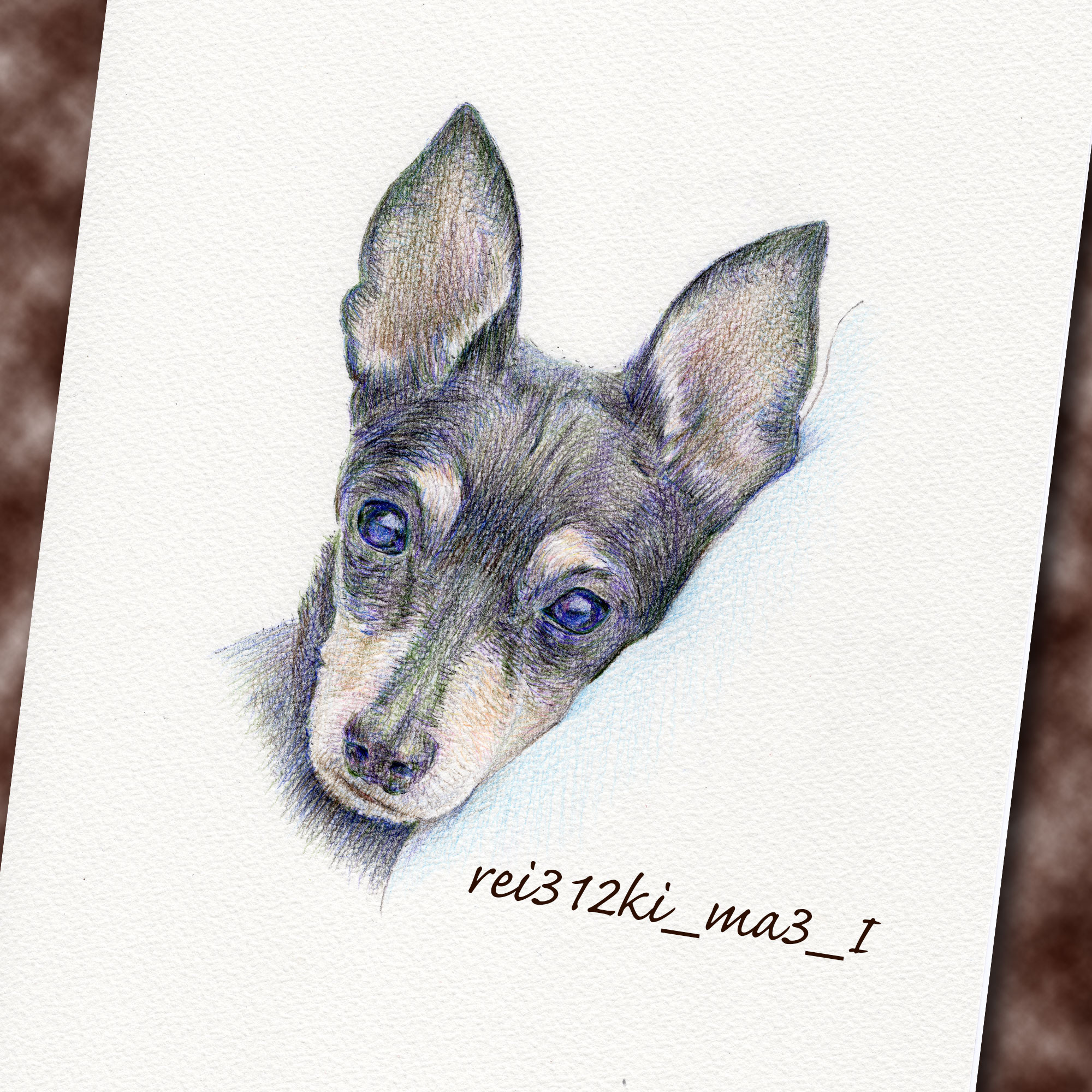 ミニチュアピンシャーの色鉛筆画