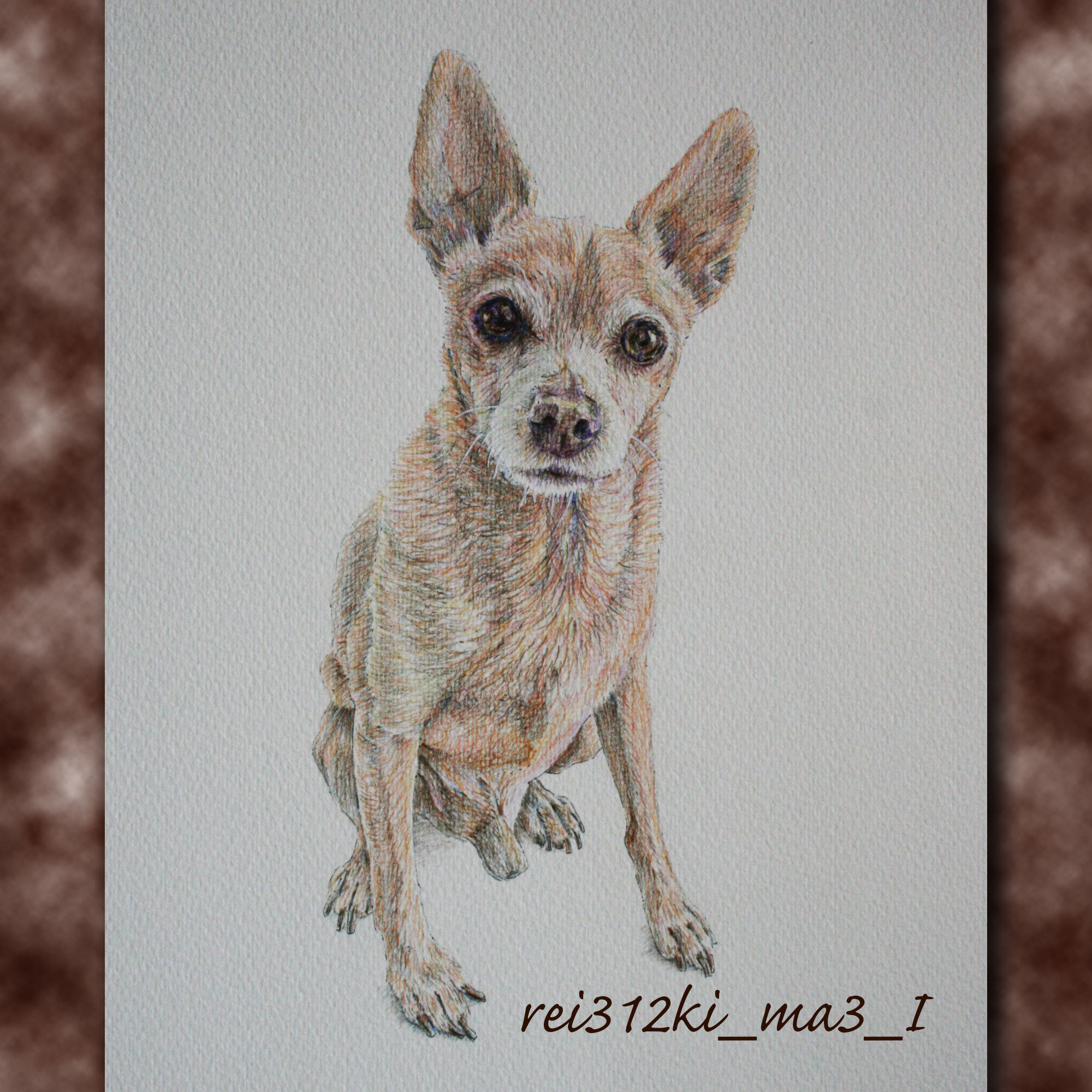 ミニピンの色鉛筆画