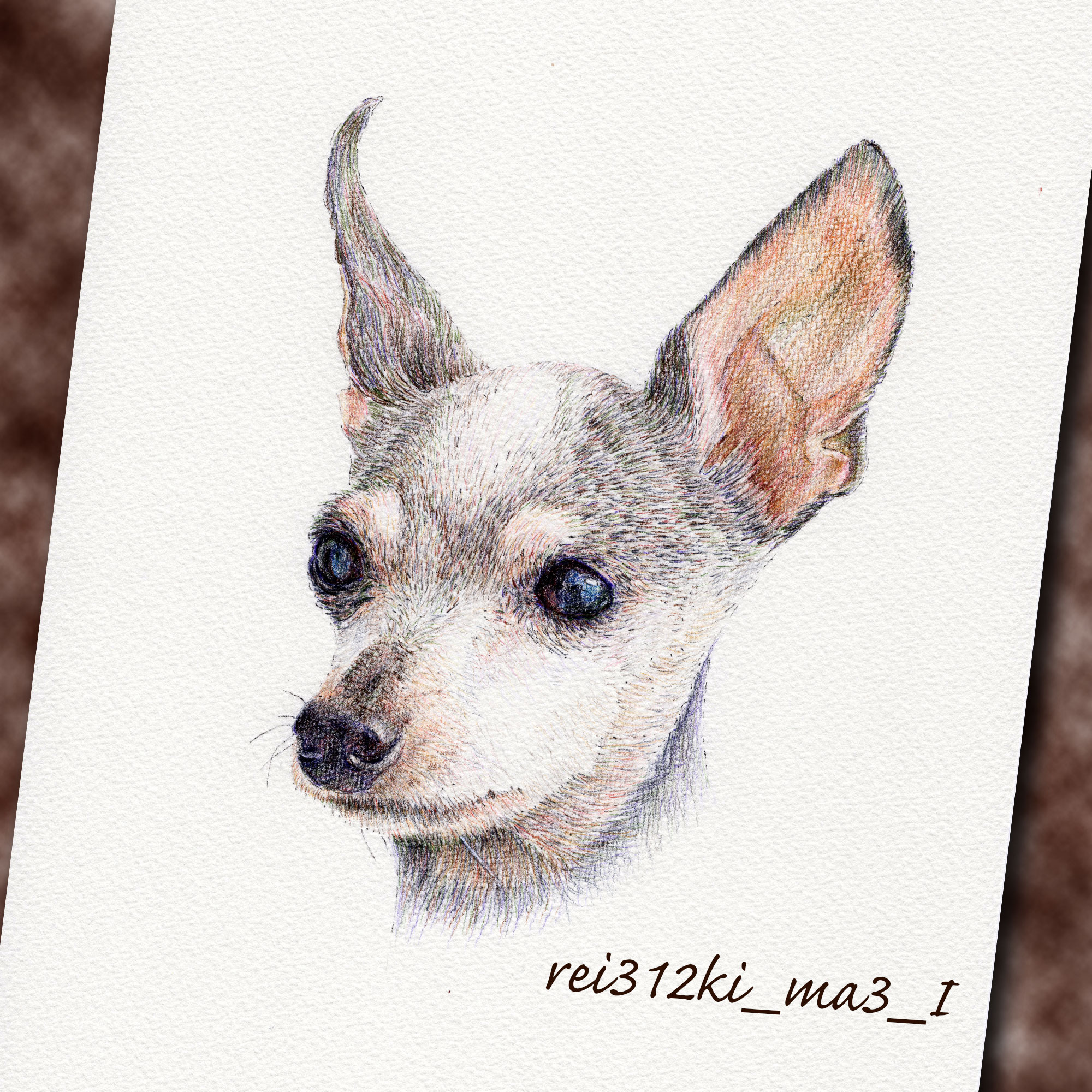 ミニチュアピンシャーの色鉛筆画