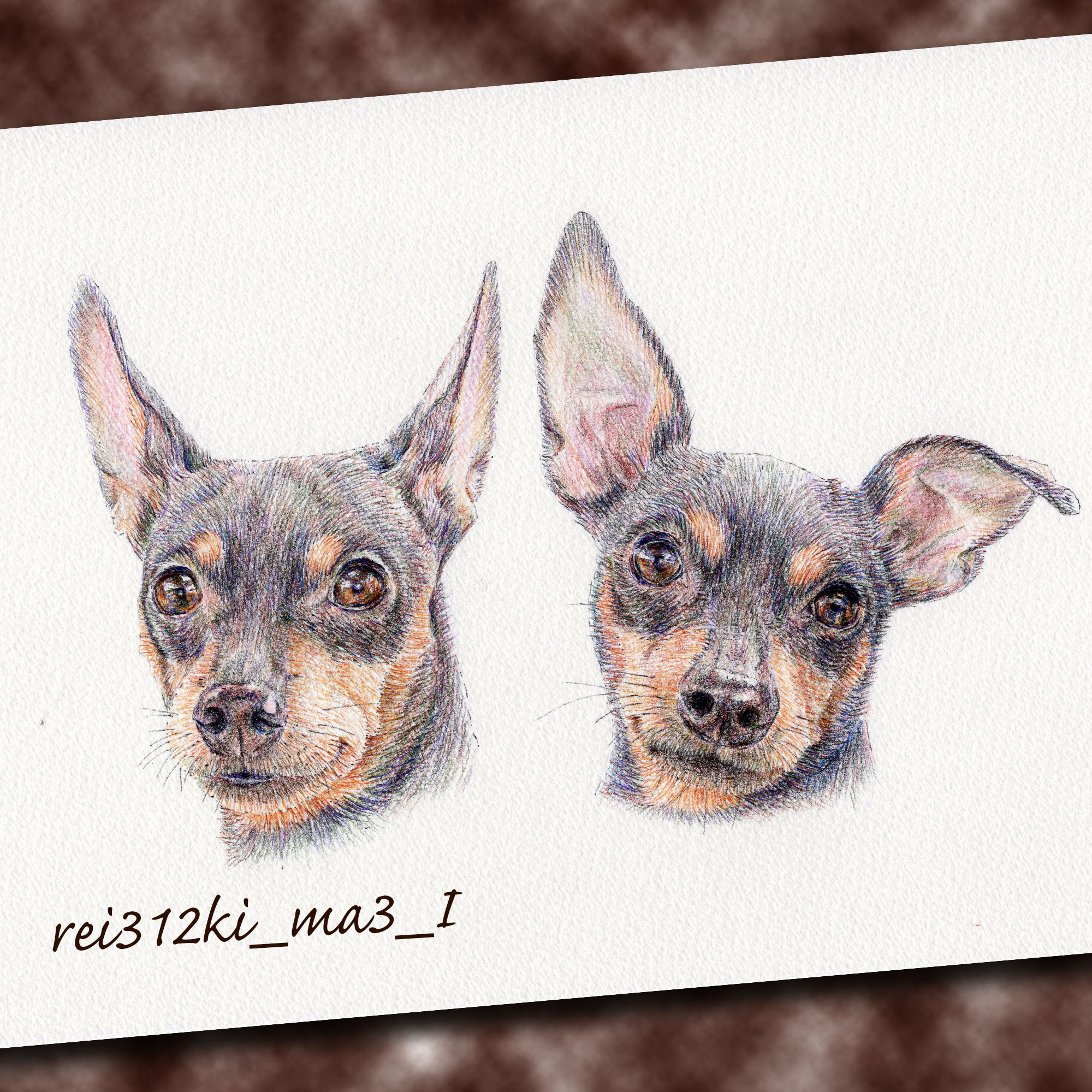 ミニチュアピンシャーの色鉛筆画