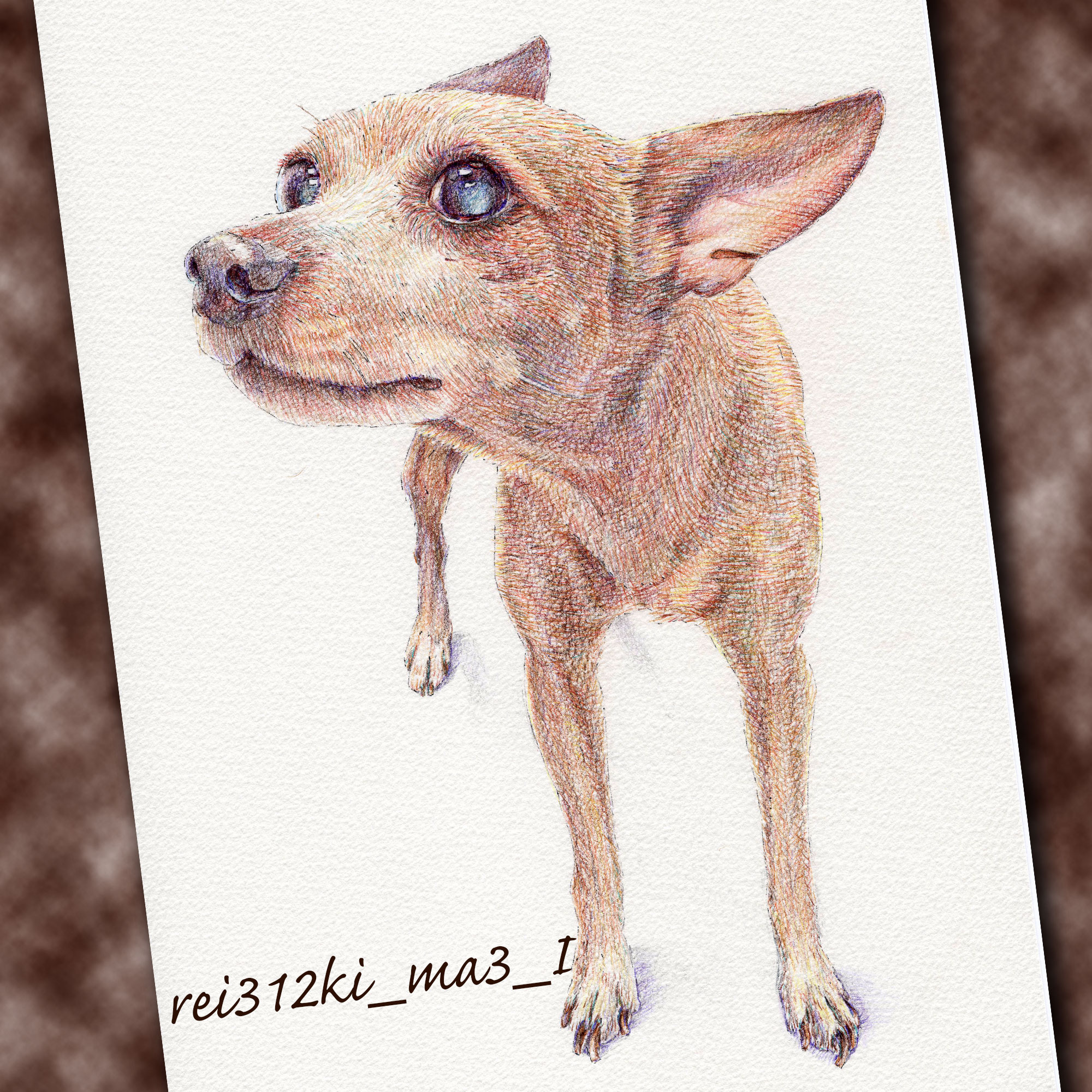 ミニチュアピンシャーの色鉛筆画