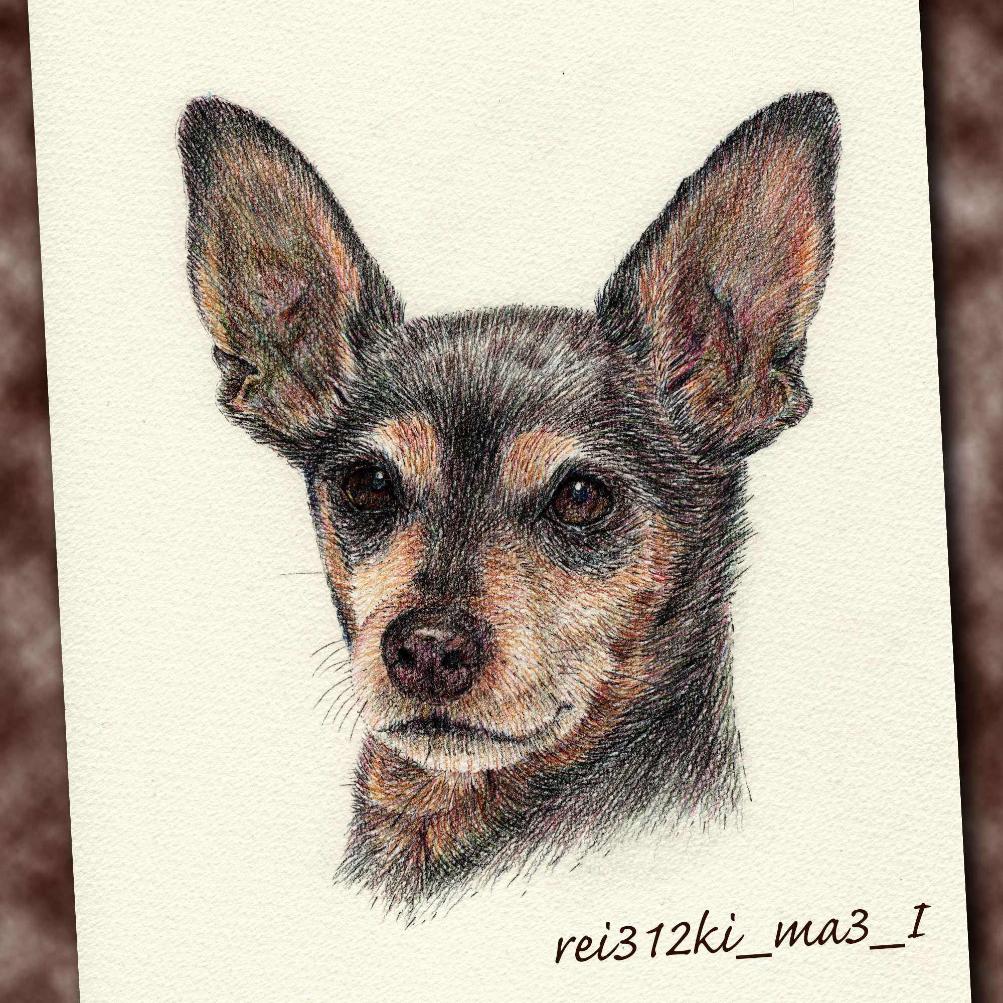 ミニピンの色鉛筆画