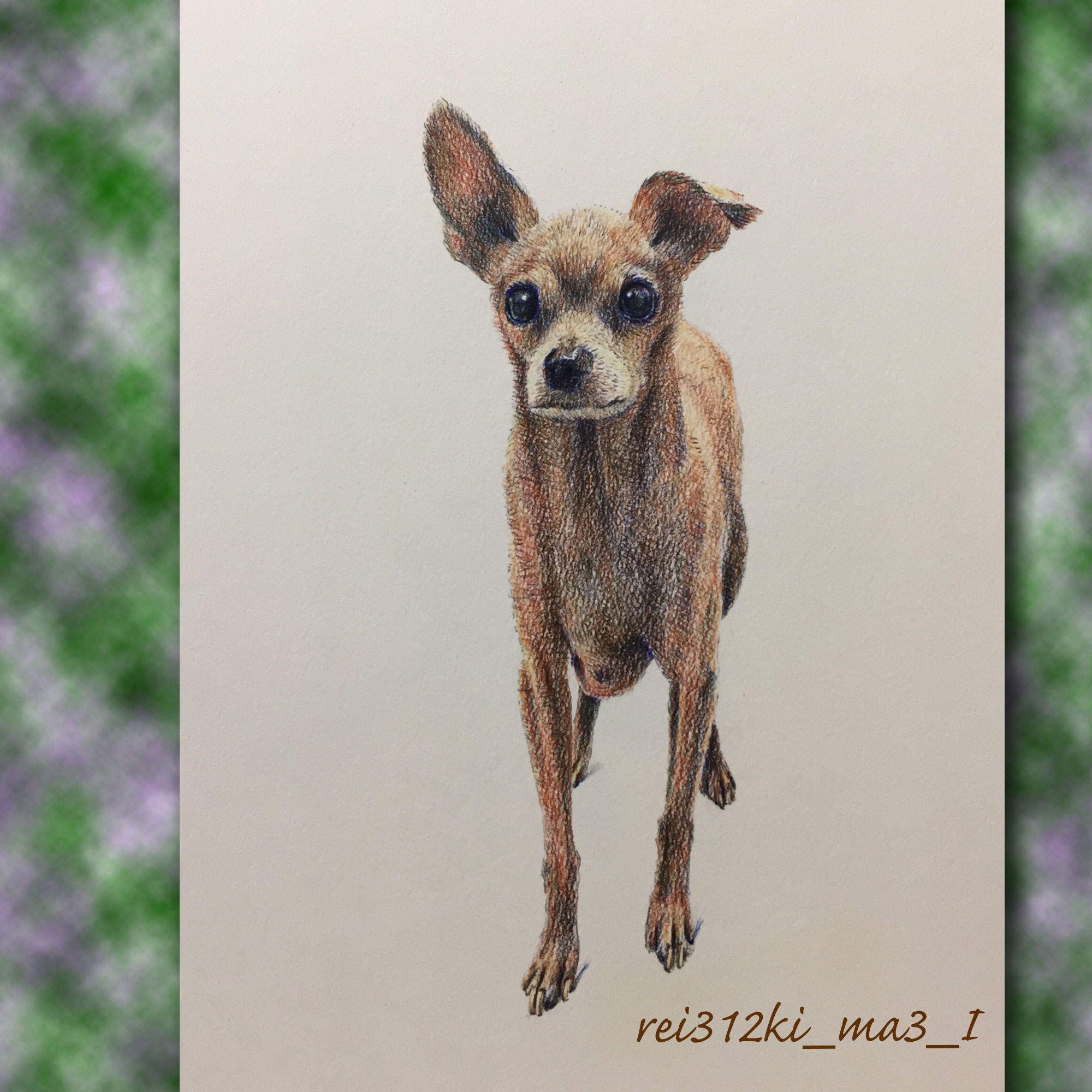 ミニピンの色鉛筆画