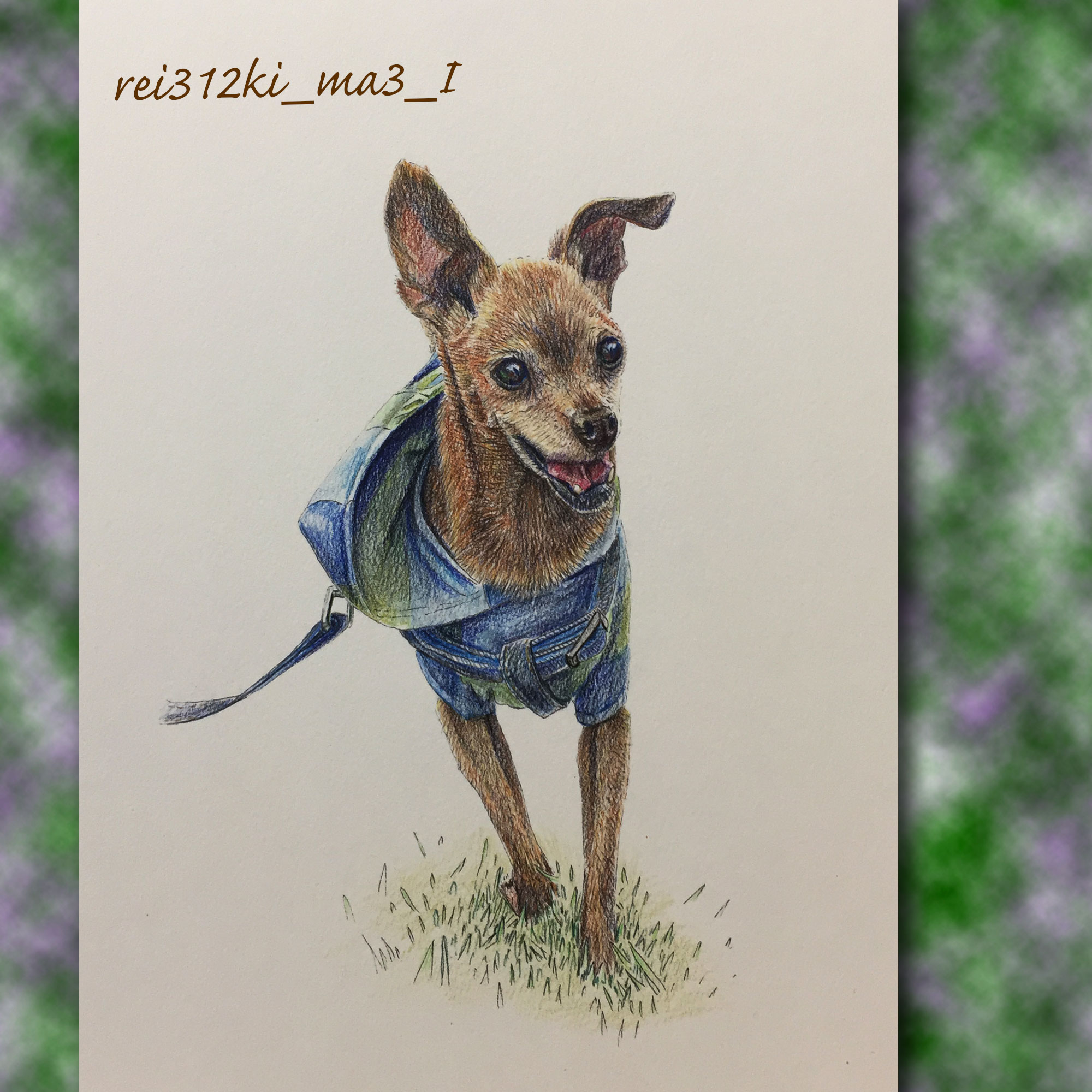 ミニチュアピンシャーの色鉛筆画