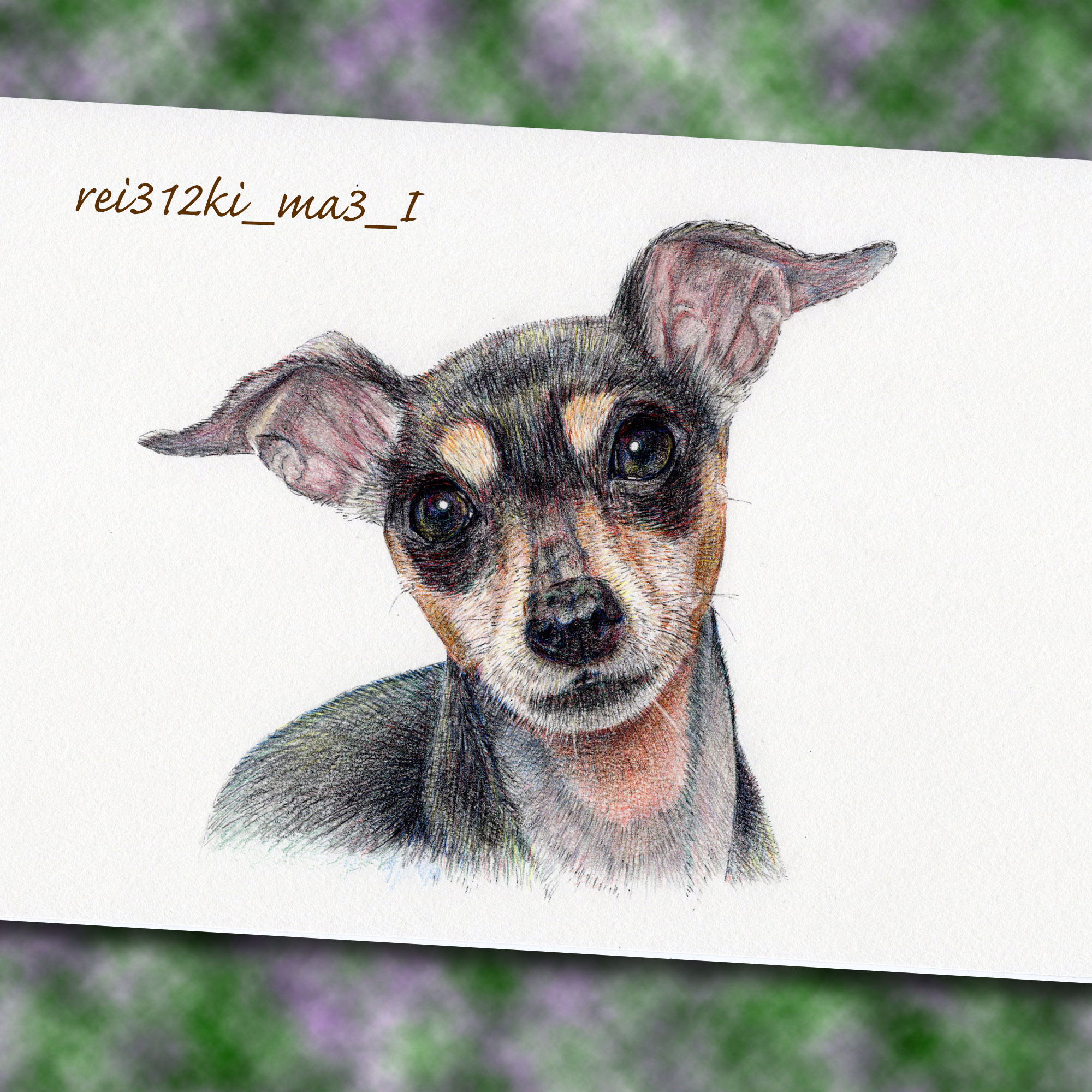 ミニチュアピンシャーの色鉛筆画