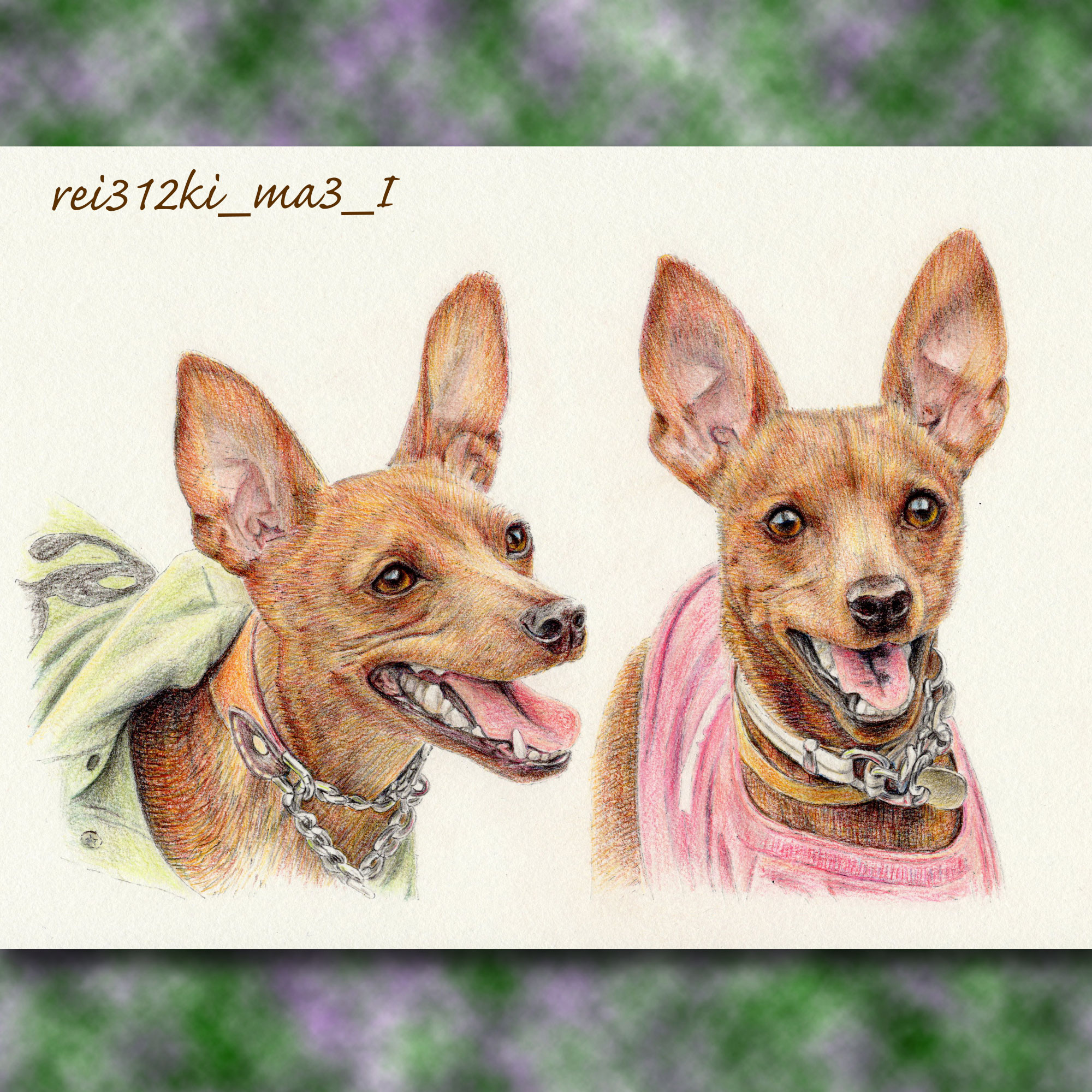 ミニピンの色鉛筆画