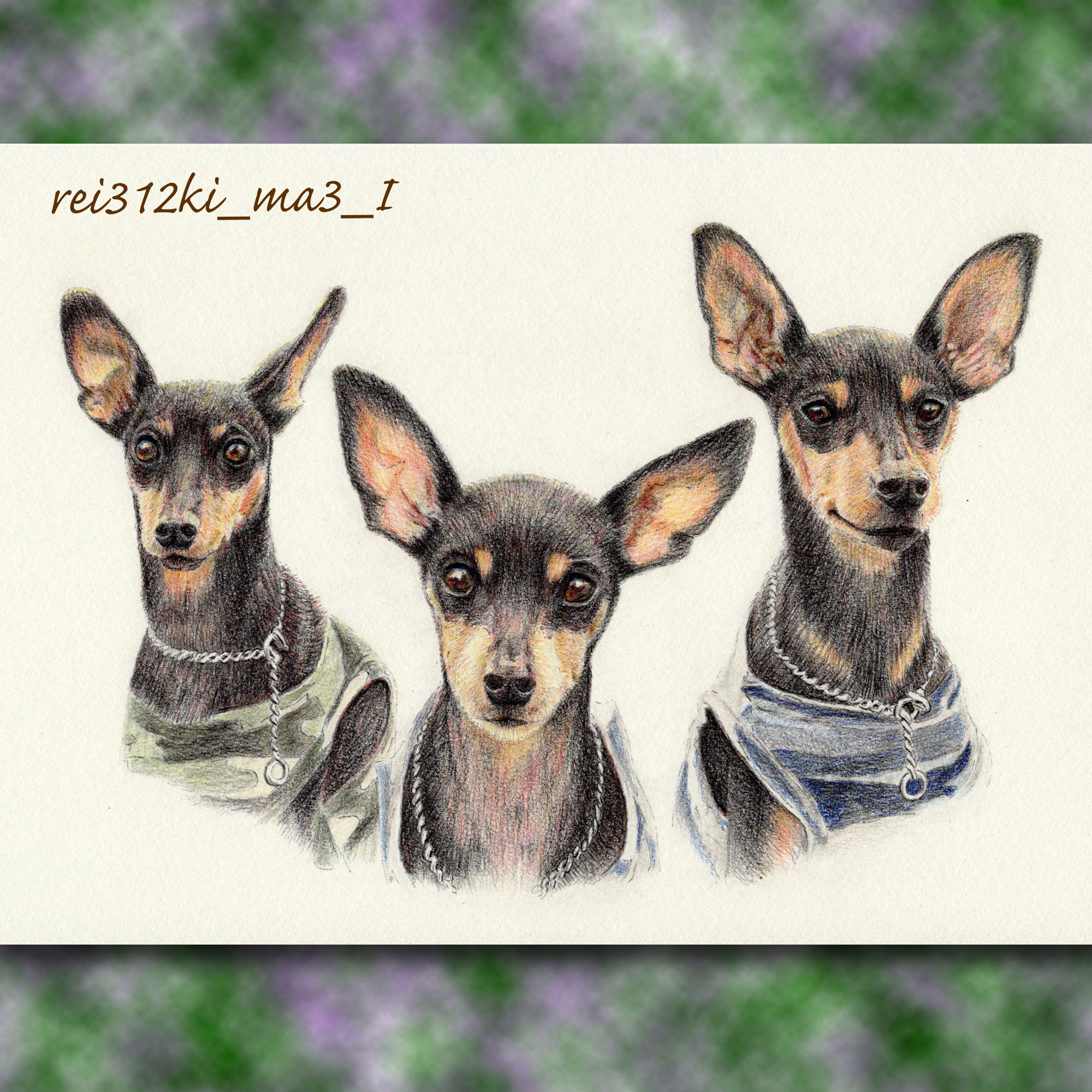 ミニチュアピンシャーの色鉛筆画