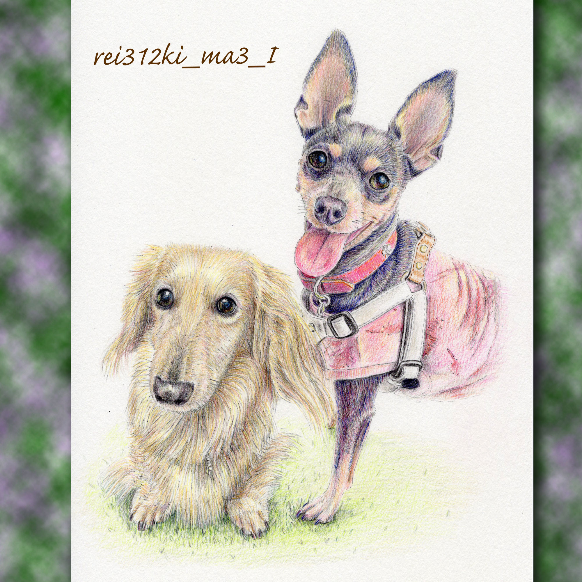 ミニピンの色鉛筆画