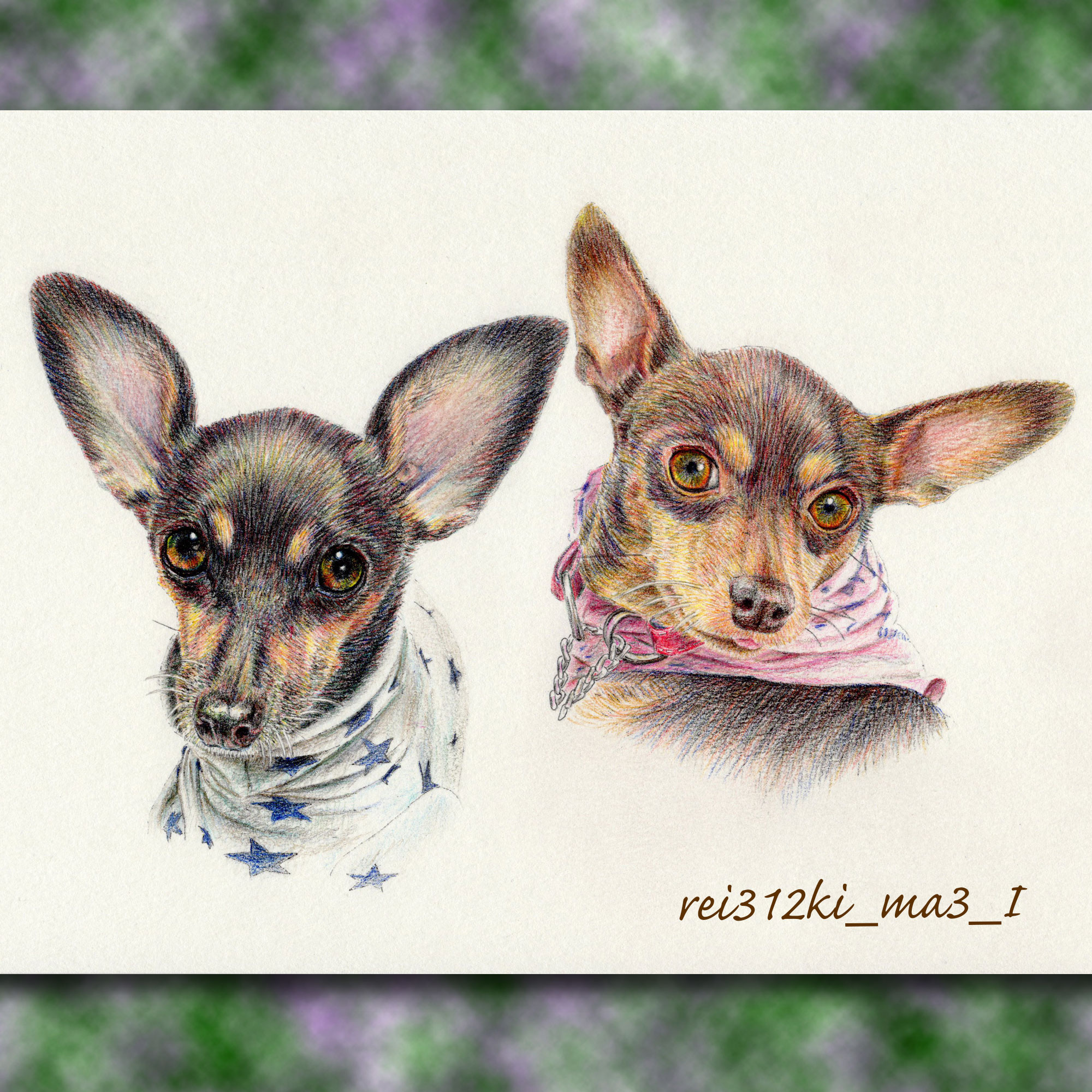 ミニピンの色鉛筆画