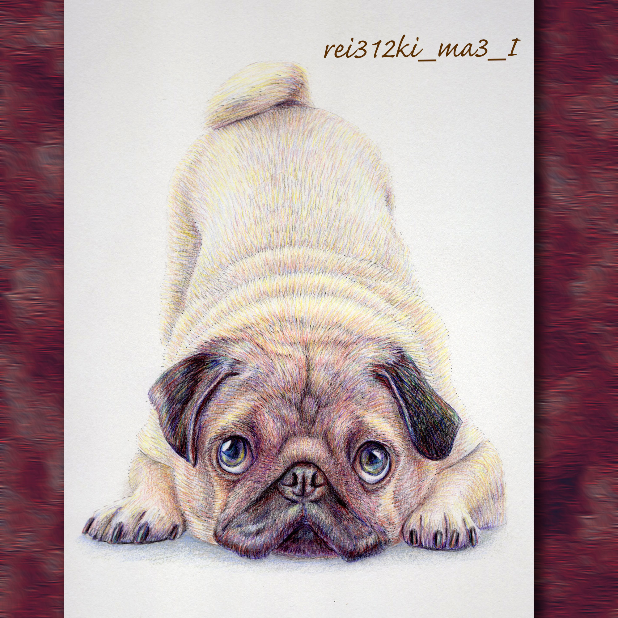 ミニチュアピンシャーの色鉛筆画