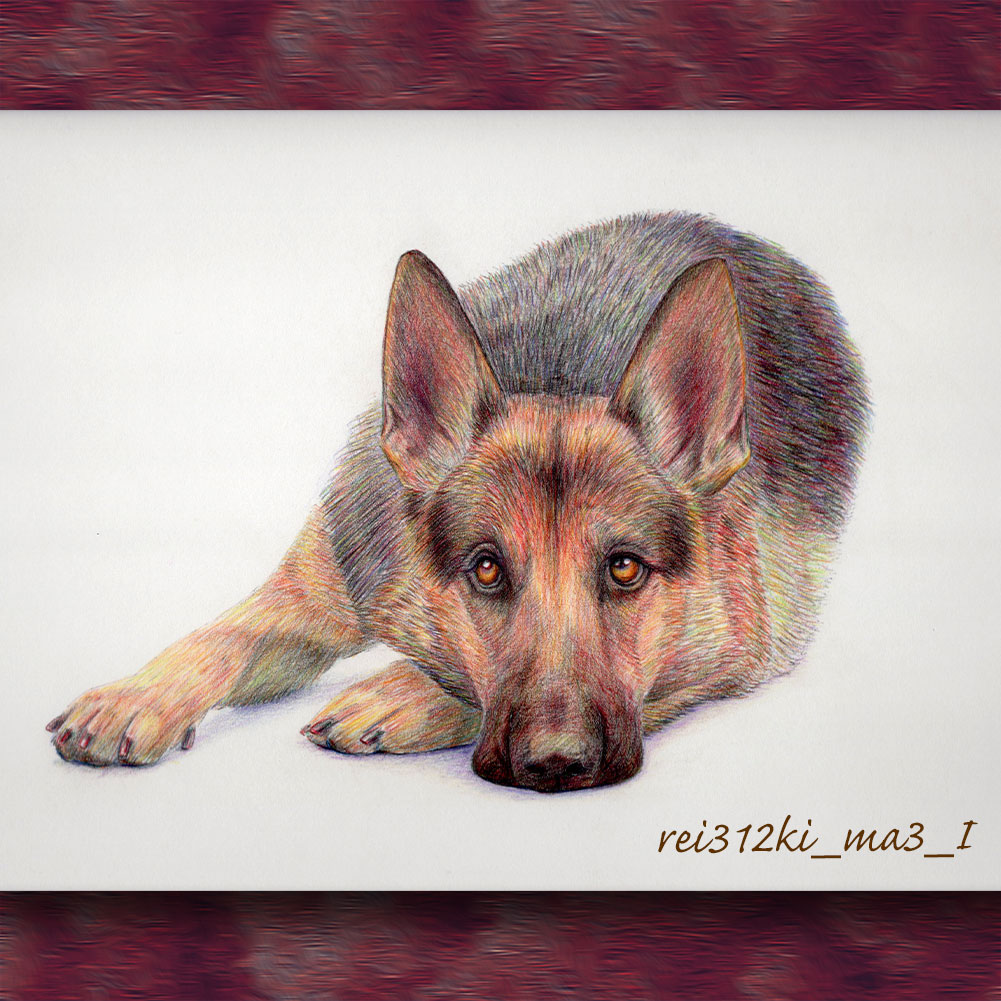 ミニピンの色鉛筆画