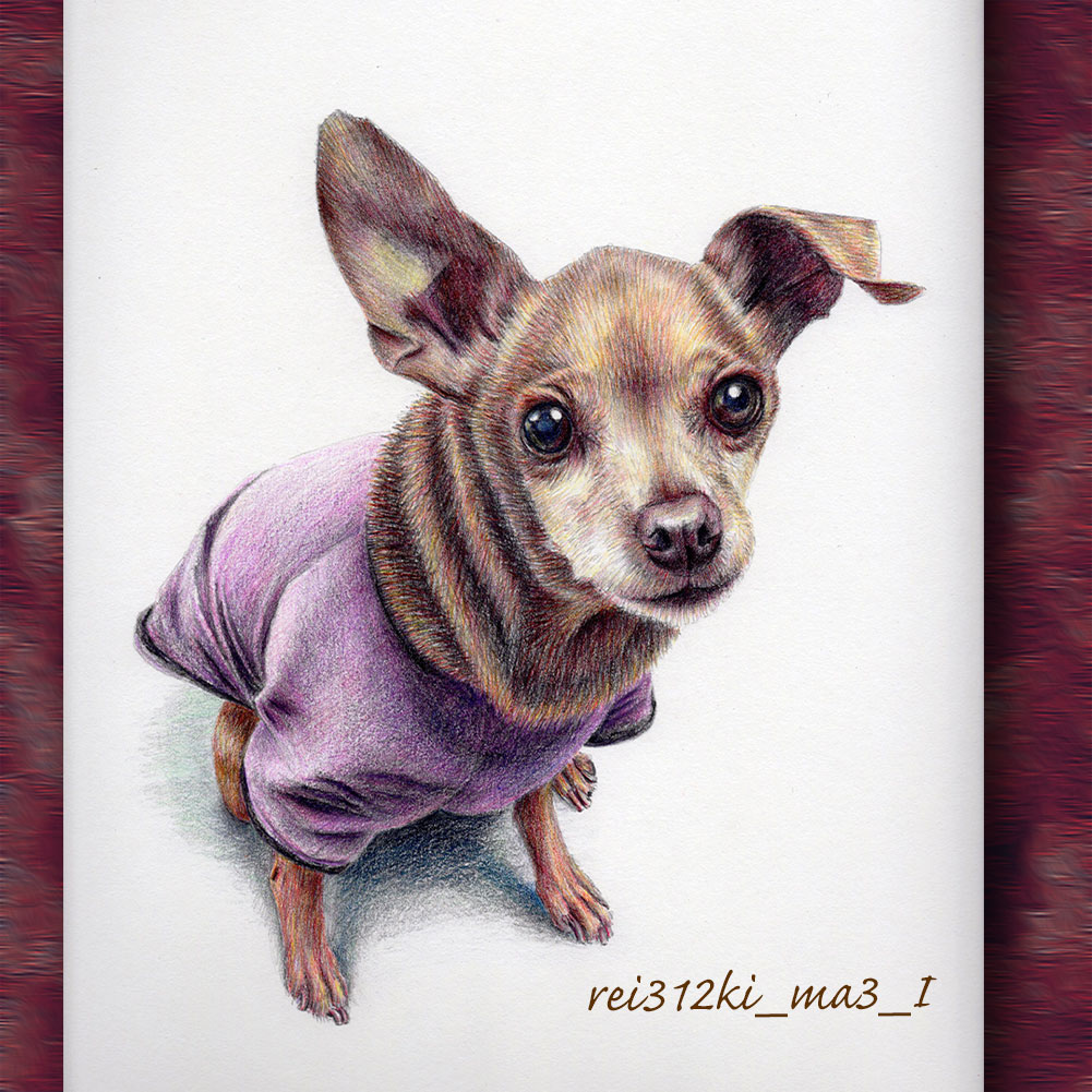 ミニピンの色鉛筆画