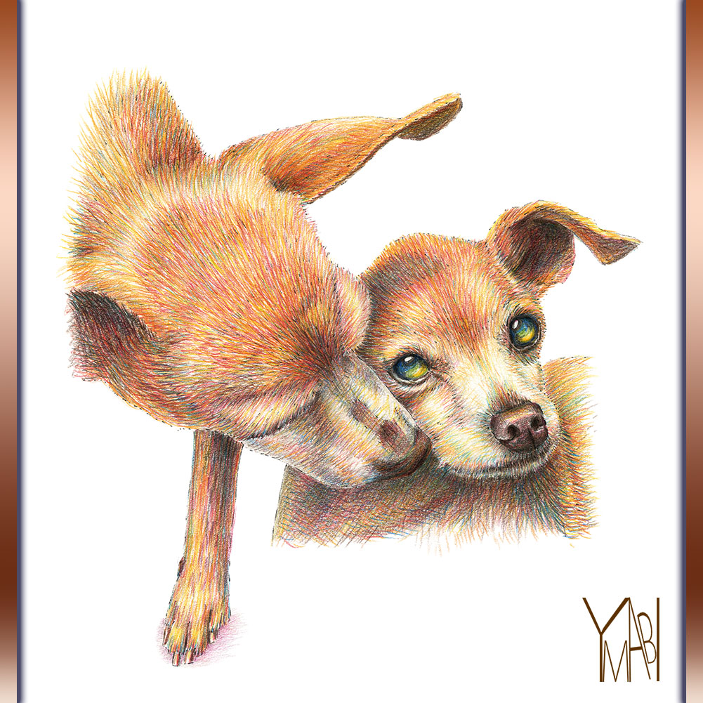 ミニチュアピンシャーの色鉛筆画